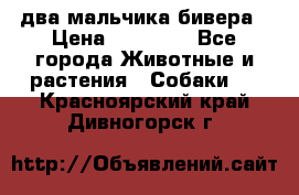 два мальчика бивера › Цена ­ 19 000 - Все города Животные и растения » Собаки   . Красноярский край,Дивногорск г.